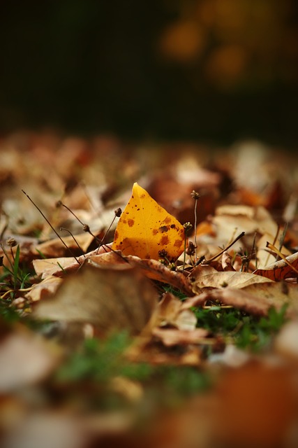 杜兰特火箭合同达成！格林亲自招募，NBA格局有望重塑.