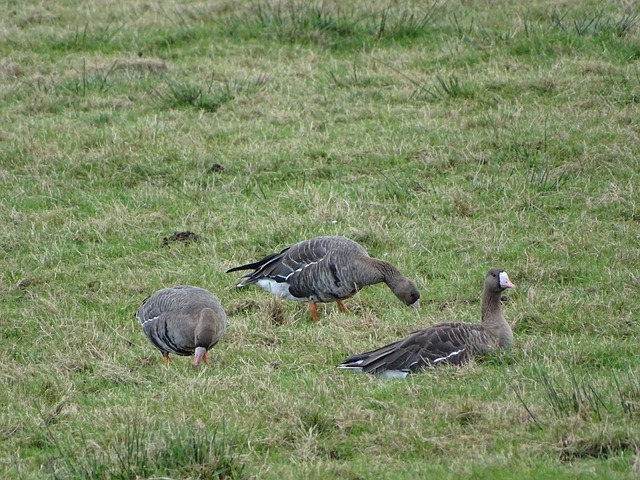 的投篮技术 的投篮技术